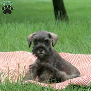 Arden, Miniature Schnauzer Puppy