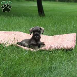 Arden, Miniature Schnauzer Puppy