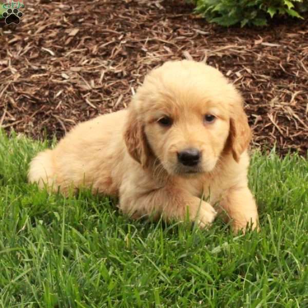 Ari, Golden Retriever Puppy