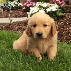Ari, Golden Retriever Puppy