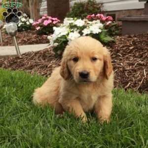 Ari, Golden Retriever Puppy