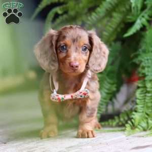 Ariel, Dachshund Puppy