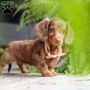 Ariel, Dachshund Puppy