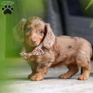 Ariel, Dachshund Puppy