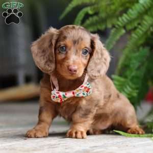 Ariel, Dachshund Puppy