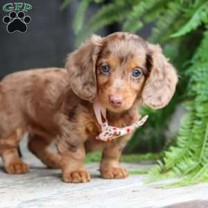 Ariel, Dachshund Puppy