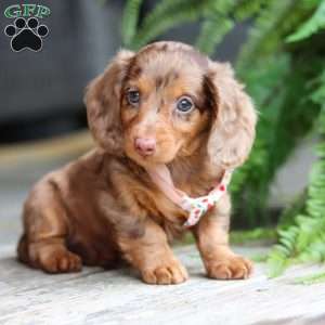 Ariel, Dachshund Puppy