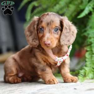 Ariel, Dachshund Puppy