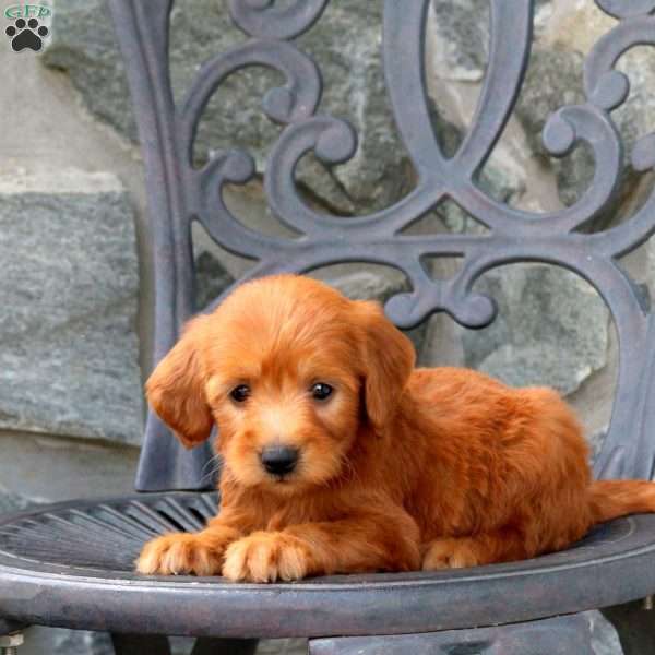 Ariel, Mini Goldendoodle Puppy