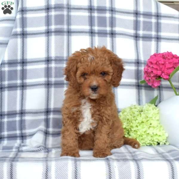 Ariel, Cavapoo Puppy