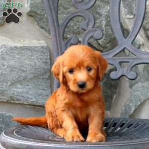 Ariel, Mini Goldendoodle Puppy