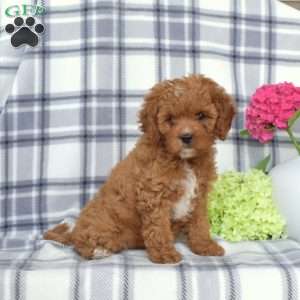 Ariel, Cavapoo Puppy