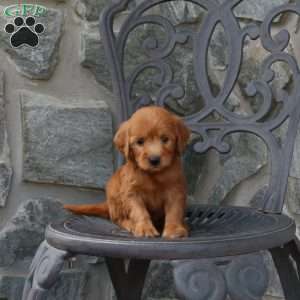 Ariel, Mini Goldendoodle Puppy