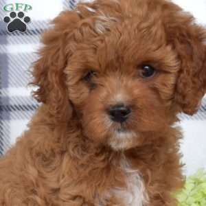 Ariel, Cavapoo Puppy
