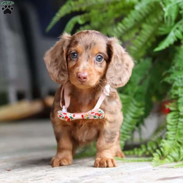 Ariel, Dachshund Puppy