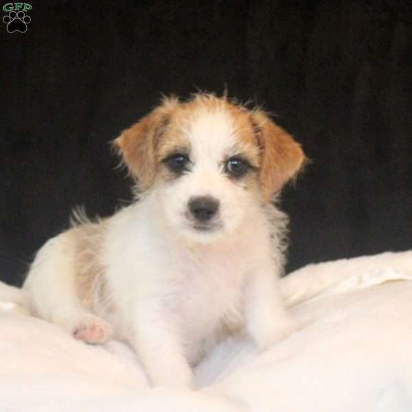 Arlan, Jack Russell Mix Puppy