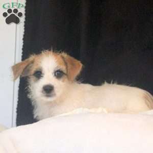 Arlan, Jack Russell Mix Puppy