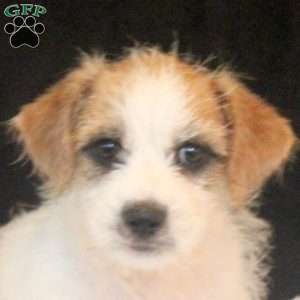 Arlan, Jack Russell Mix Puppy