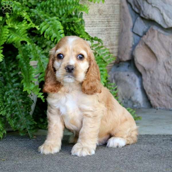 Arnie, Cocker Spaniel Puppy
