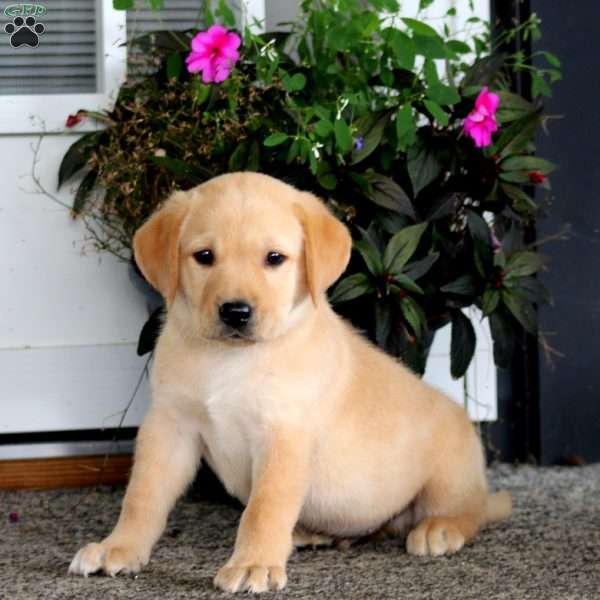 Arnie, Yellow Labrador Retriever Puppy