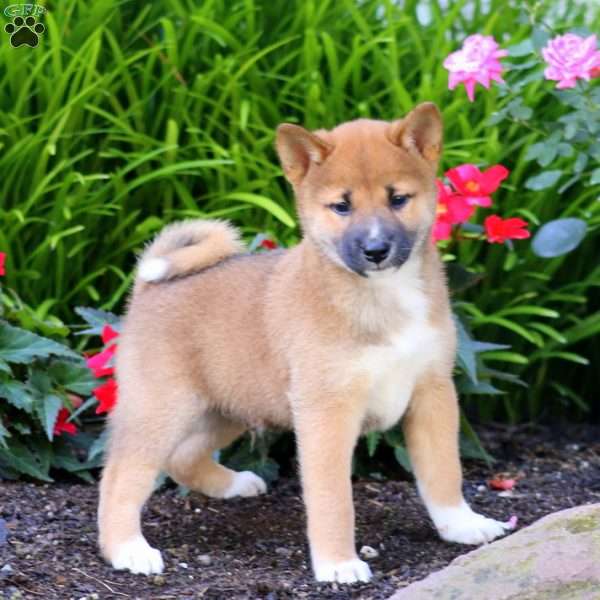 Arnie, Shiba Inu Puppy