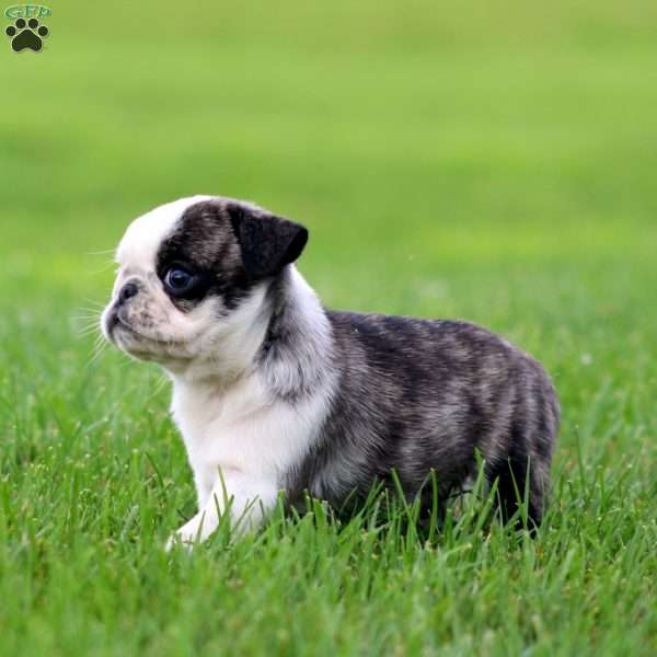 Arnie, Pug Puppy