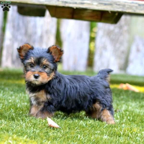 Arnie, Yorkie Puppy