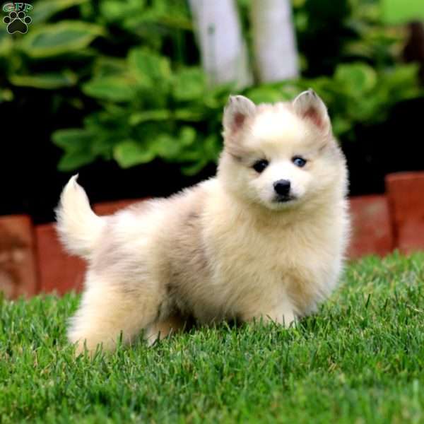 Arnie, Pomsky Puppy