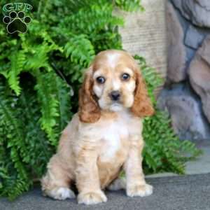 Arnie, Cocker Spaniel Puppy