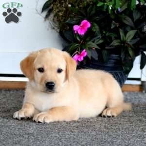 Arnie, Yellow Labrador Retriever Puppy
