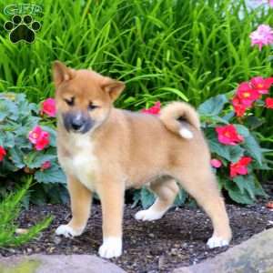 Arnie, Shiba Inu Puppy