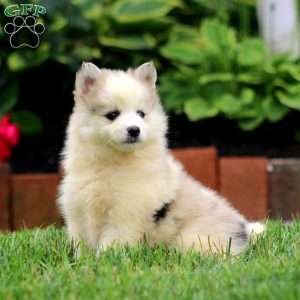 Arnie, Pomsky Puppy