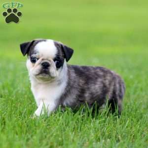 Arnie, Pug Puppy