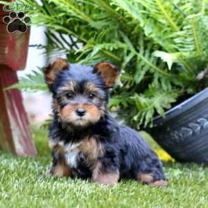 Arnie, Yorkie Puppy