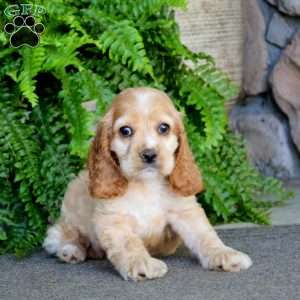 Arnie, Cocker Spaniel Puppy