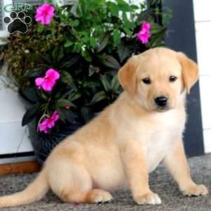 Arnie, Yellow Labrador Retriever Puppy