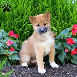 Arnie, Shiba Inu Puppy
