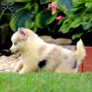 Arnie, Pomsky Puppy