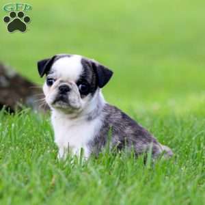 Arnie, Pug Puppy