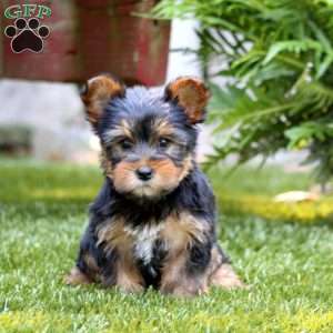 Arnie, Yorkie Puppy