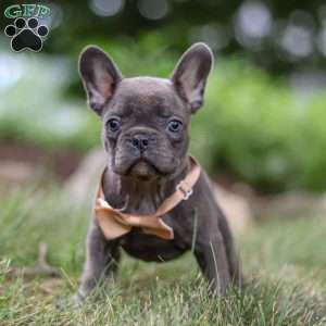 Arnold, Frenchton Puppy