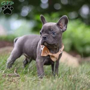 Arnold, Frenchton Puppy