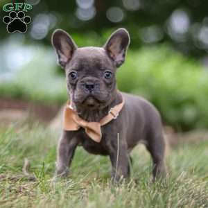 Arnold, Frenchton Puppy