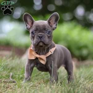 Arnold, Frenchton Puppy