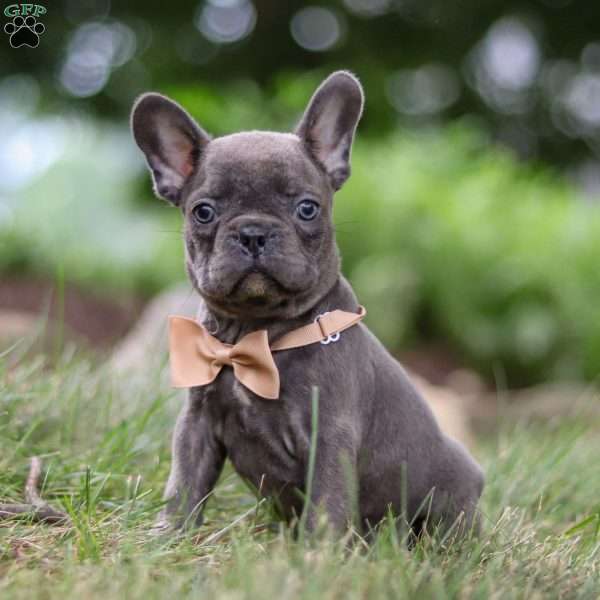 Arnold, Frenchton Puppy