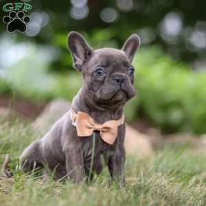 Arnold, Frenchton Puppy
