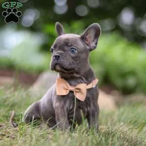 Arnold, Frenchton Puppy