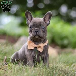 Arnold, Frenchton Puppy