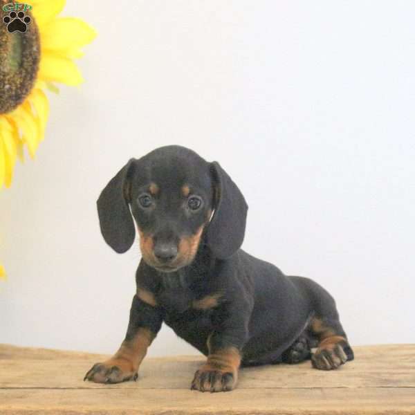 Arnold – Mini, Dachshund Puppy