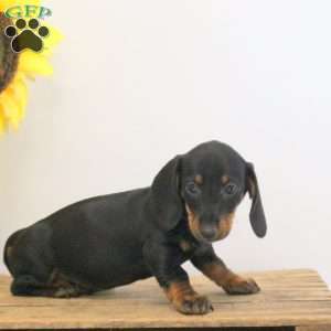 Arnold – Mini, Dachshund Puppy